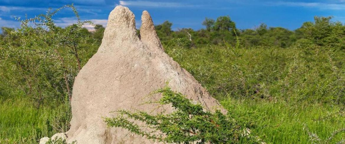 termite mound