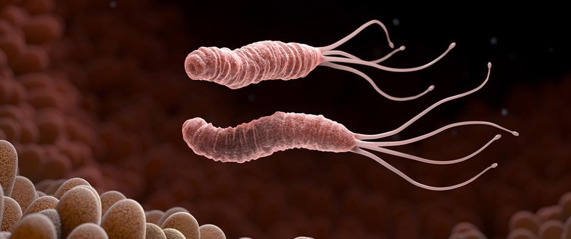 photoillustration of h pylori