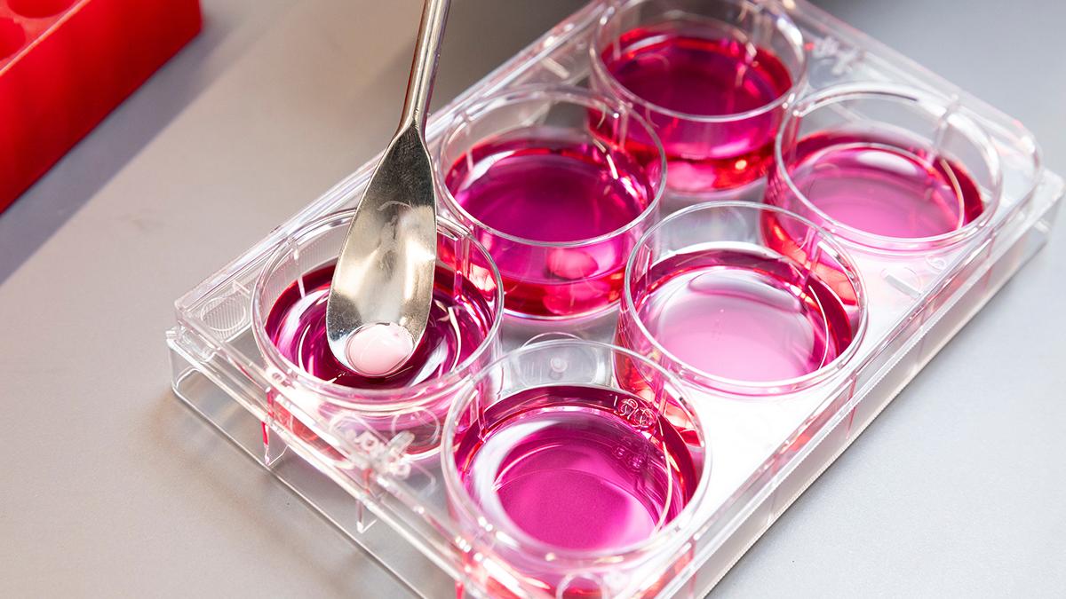 photo of round wells with pink fluid and a soft sold in a spoon in a famu-fsu engineering research lab