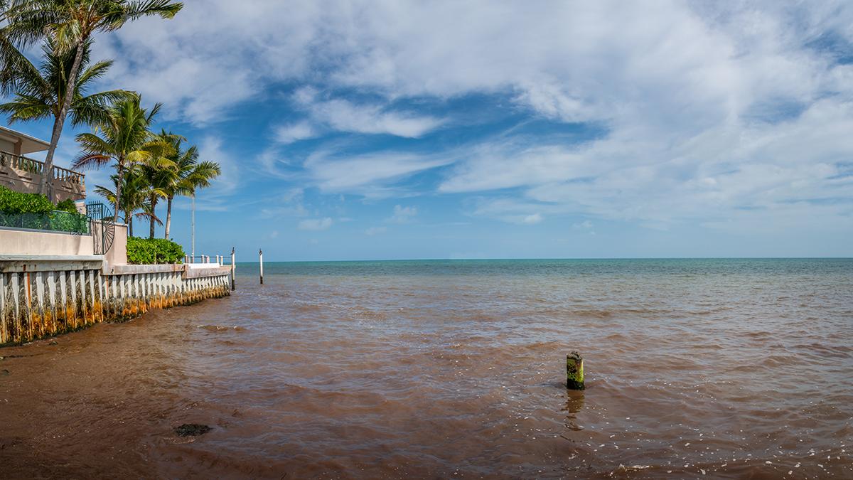 photo of red tide in florida