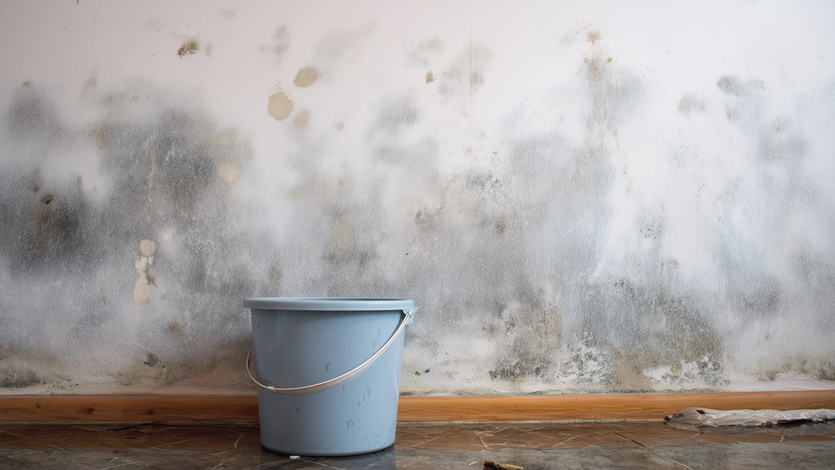 Water leak damage with mold stains on interior wall and bucket collecting dripping water on wooden floor