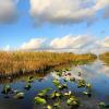 florida everglades