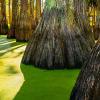 algae in a cypress lake in florida