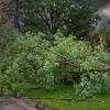 image of fallen trees after storm
