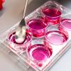 photo of round wells with pink fluid and a soft sold in a spoon in a famu-fsu engineering research lab