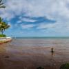 photo of red tide in florida